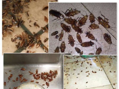 宁波灭蟑螂有哪些技巧？灭蟑螂的注意事项有哪些？