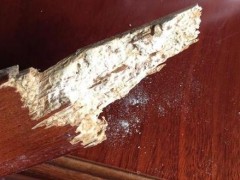 老鼠的危害有哪些？邵阳灭鼠有哪些技巧？