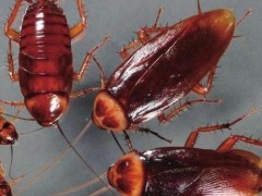 老鼠的危害有哪些？邵阳灭鼠有哪些技巧？