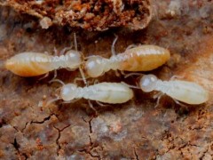 专业景德镇白蚁防治公司多年经验判断总结以下几点