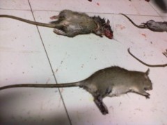 景德镇灭鼠公司分享如何预防小家鼠？