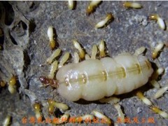 为什么白蚁总是很难杀死？