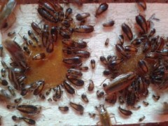 景德镇杀虫公司为您提供了如何避免蚊虫入侵的建议。