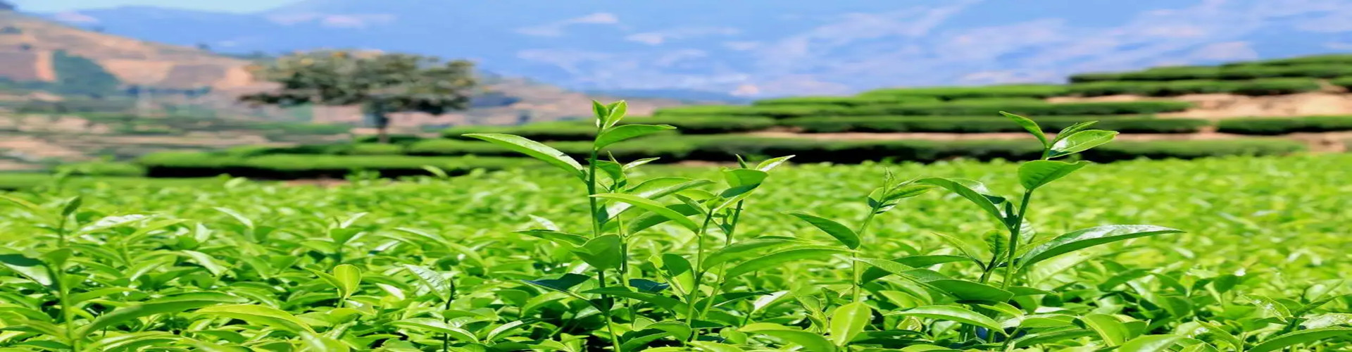 安溪清津茶叶批发部