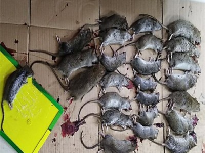 淮北灭老鼠公司哪些天然物质可作为