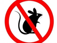 宁波灭蟑螂公司浅谈蟑螂如何进入室内的