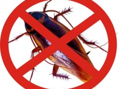 宁波灭蟑螂公司浅谈蟑螂如何进入室内的