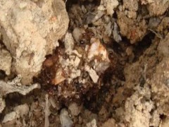 宁波灭蟑螂公司浅谈蟑螂如何进入室内的