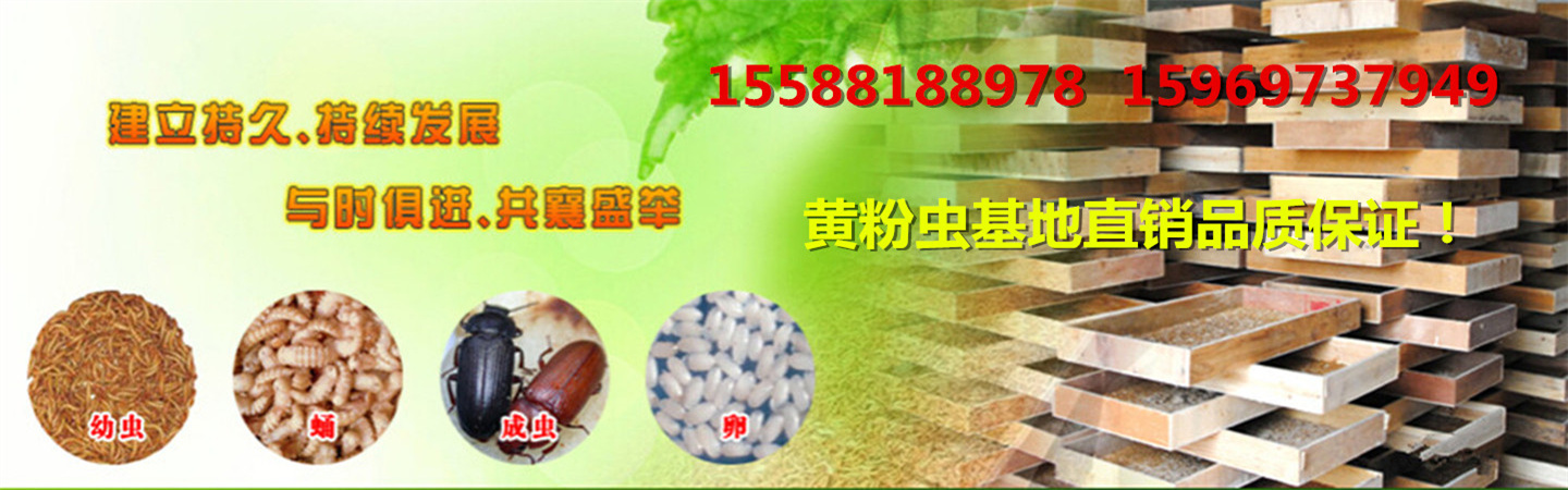 山东罗庄区虰虹黄粉虫养殖专业合作社