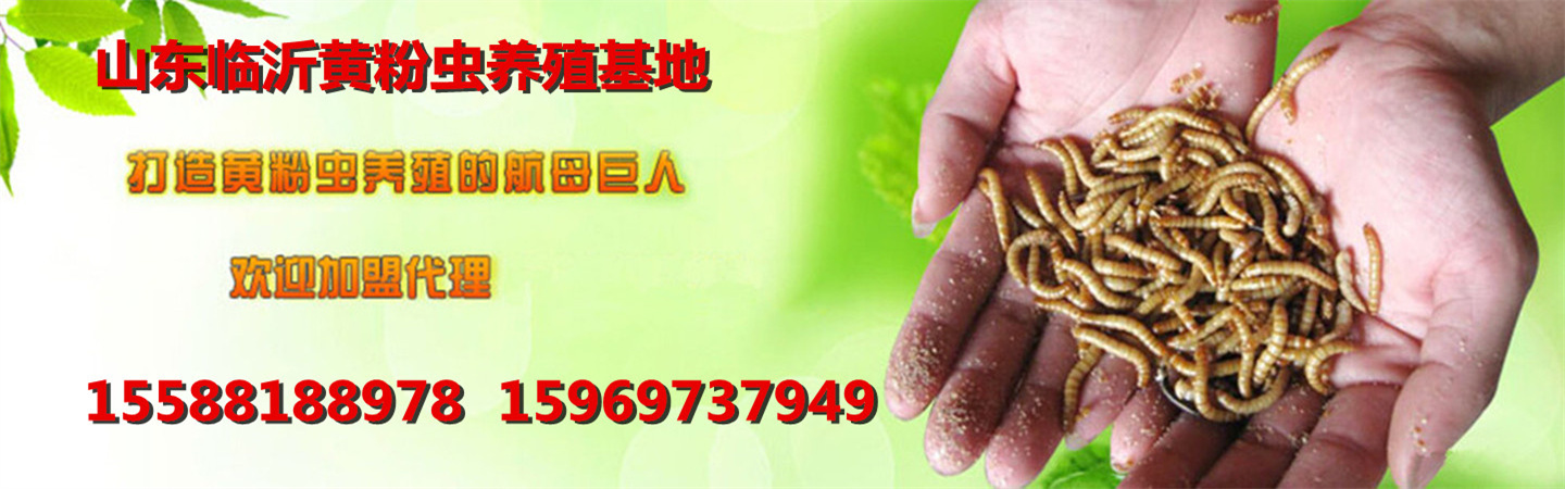 山东罗庄区虰虹黄粉虫养殖专业合作社