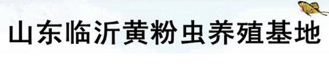 山东罗庄区虰虹黄粉虫养殖专业合作社