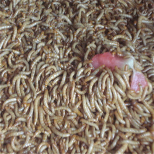山东黄粉虫成虫饲养和卵的收集