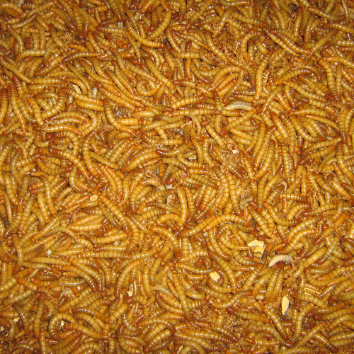 山东黄粉虫饲料管理