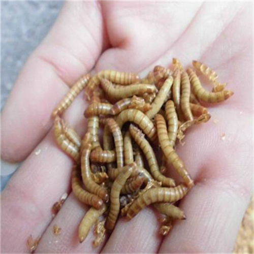 山东黄粉虫病虫害防治