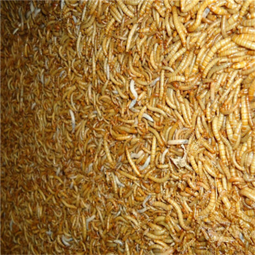 临沂黄粉虫环保价值