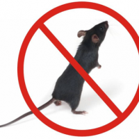 杀老鼠用老鼠剂注意那些问题？