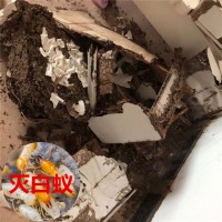 石狮白蚁防治介绍白衣的危害和防治办法