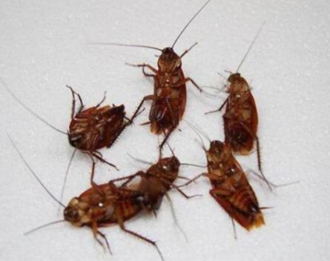 蕲春县灭蟑螂公司联系电话