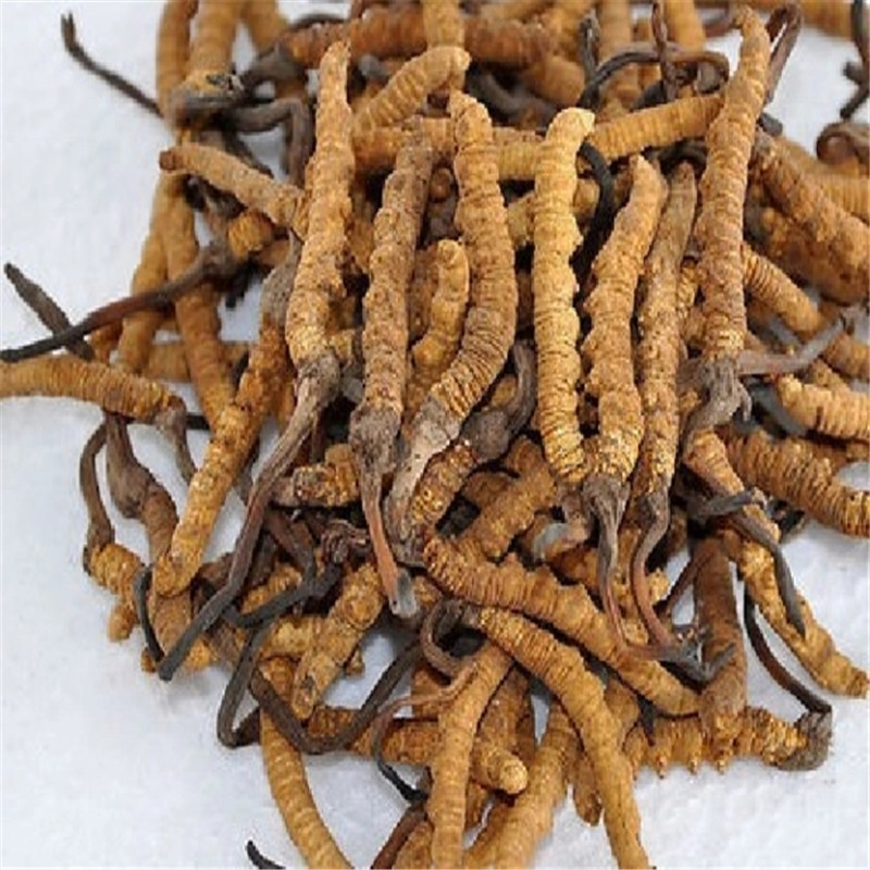 福州冬虫夏草简易鉴别真伪方法，让您轻松识别！