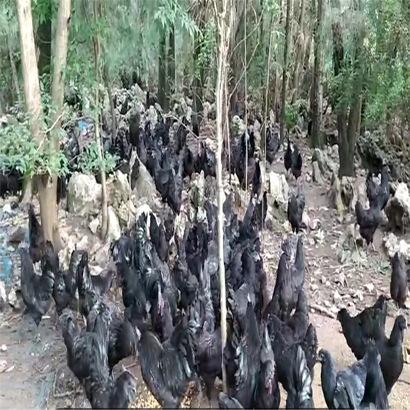 旧院土鸡日常管理指南，打造健康、美味的家常菜