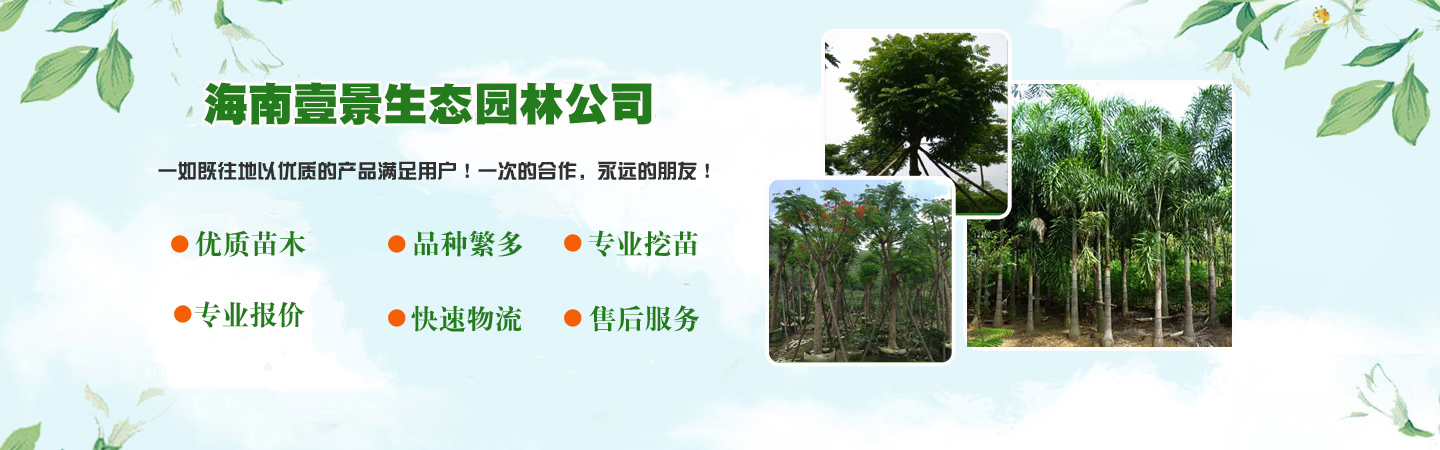 海南园林绿化苗木