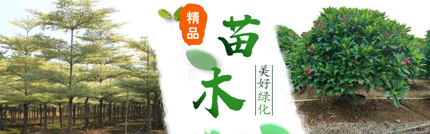 海南园林绿化苗木