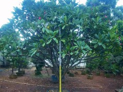 海南园林绿化苗木公司