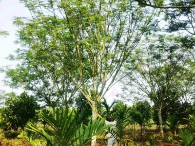 海口绿化苗木基地