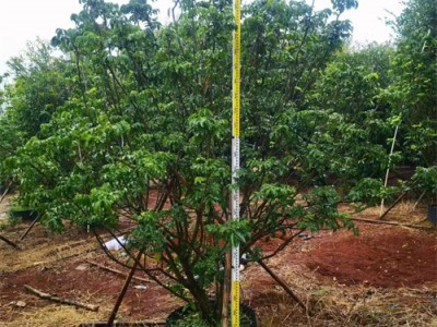 海南黄皮果树基地