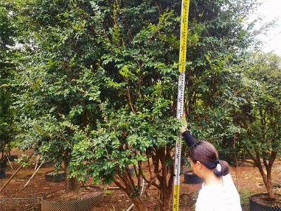 海南嘉宝果树种植基地