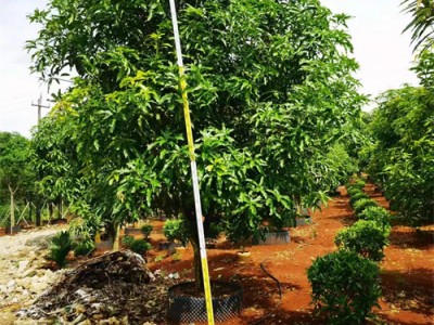 海南芒果树批发基地