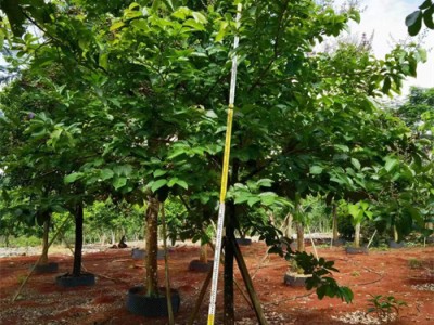 海南大叶紫薇树