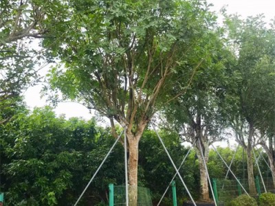 海南吊瓜树基地