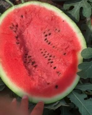 辽宁西瓜代办辽宁西瓜代收新民市西瓜代收代办