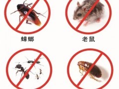 湖州灭白蚁公司教您家庭白蚁防治小妙招