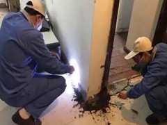 湖州灭白蚁公司教您家庭白蚁防治小妙招