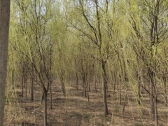 长春金丝垂柳种植的指南与魅力