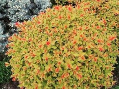 吉林金焰种植基地：点燃现代农业新篇章