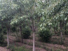 吉林桃叶卫毛——自然与文化的交融