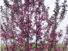吉林王族海棠是一种蔷薇科苹果属的落叶小乔木植物