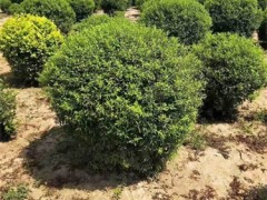 吉林珍珠秀线菊：植物界的优雅典范
