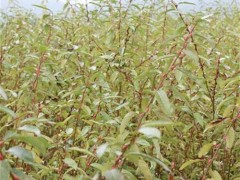 四川银柳基地直销银柳