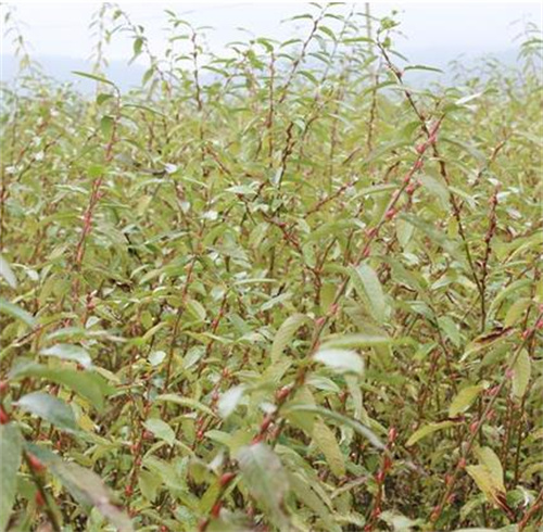 四川银柳基地