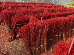 四川银柳基地直销银柳