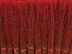 四川银柳基地直销银柳