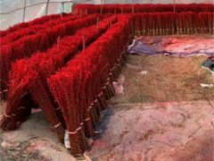 四川银柳基地直销银柳