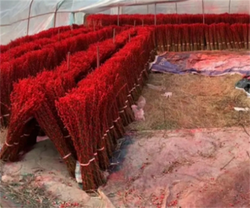 重庆种植银柳基地