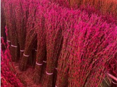 四川银柳基地直销银柳