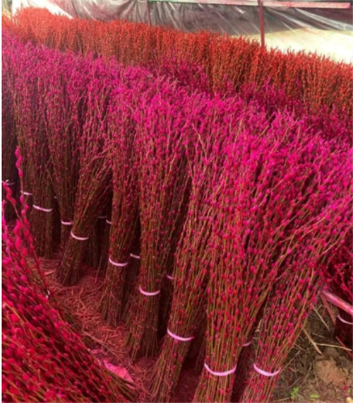 锦竹银柳种植基地