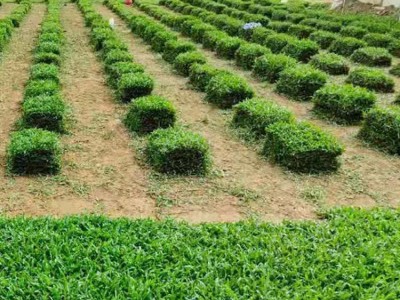 种植草皮怎么选？可定制绿化草皮